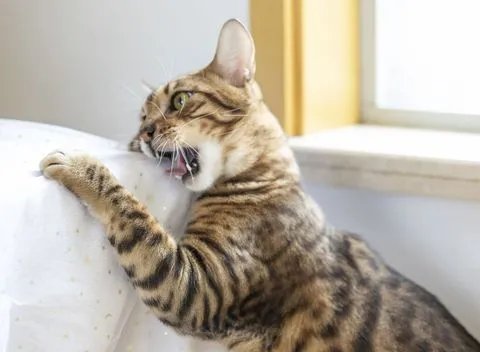 花５万吸猫被刑拘，饲养宠物有哪些规定