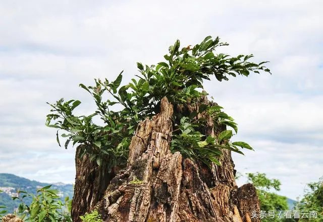 世界上最大的梯田有多少级阶梯?