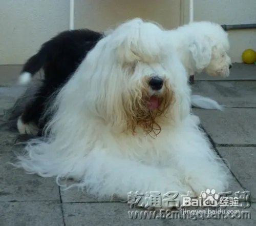 古代牧羊犬好养吗?