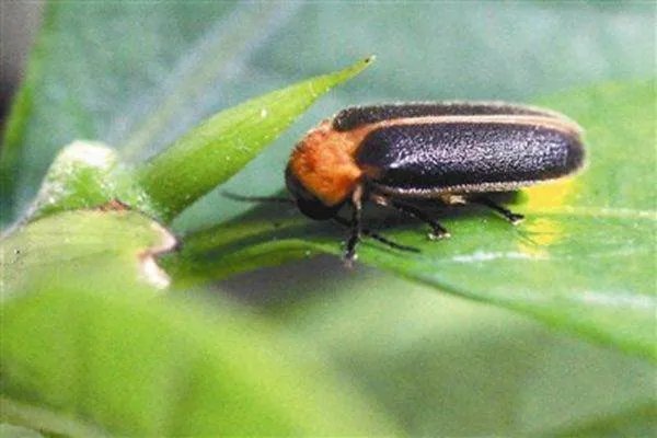 萤火虫在发光的时候也发热吗