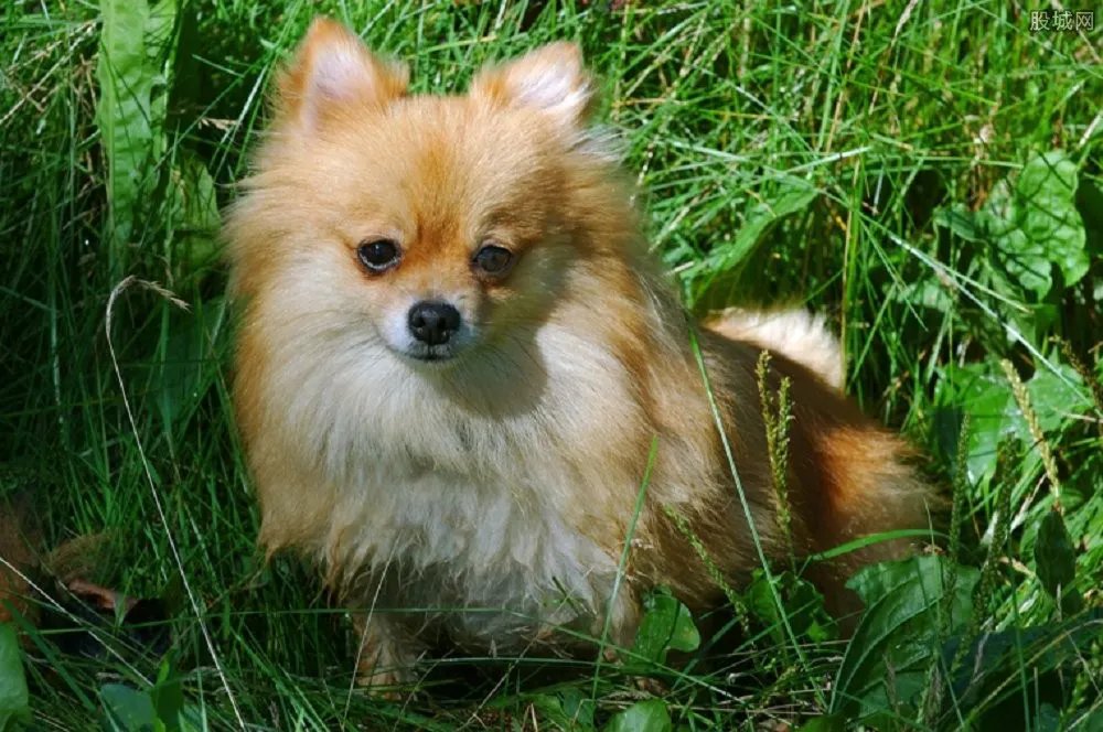 茶杯犬多少钱 世上最可爱的宠物!