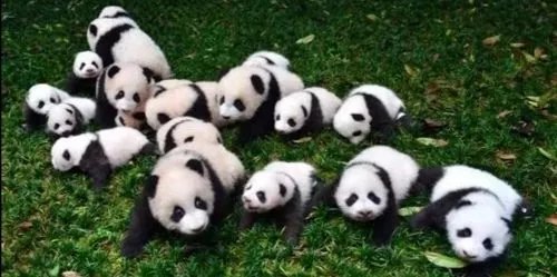 大连大熊猫跟游客击掌，大熊猫在动物园都有怎样的待遇？