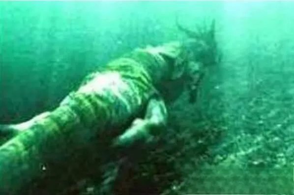 真龙被首次发现图片 真龙存在的真实事件有哪些