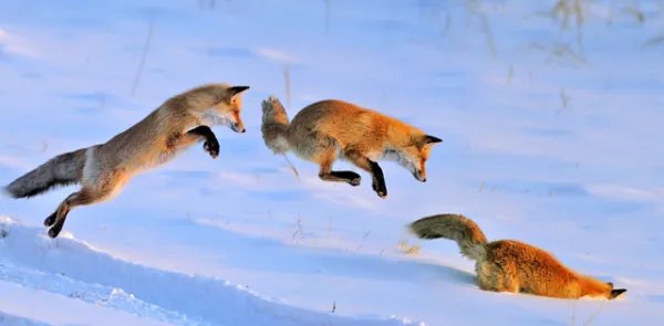 稀缺红狐为什么偏偏在大兴安岭出没，而不是其他地方？