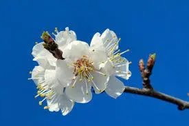 北京玉渊潭的樱花开了吗?