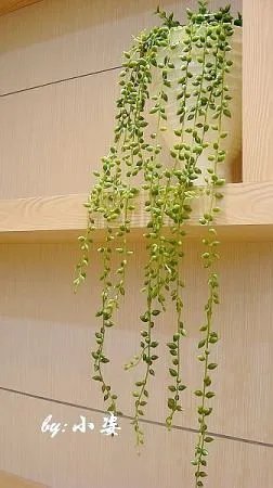 仙草南路的简介