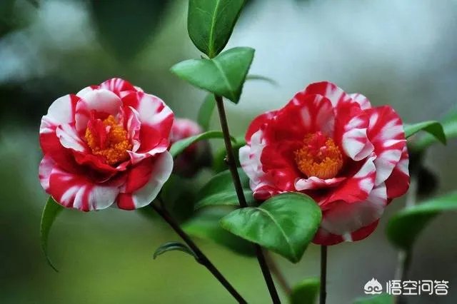 两年的小苗茶花怎么剪枝？