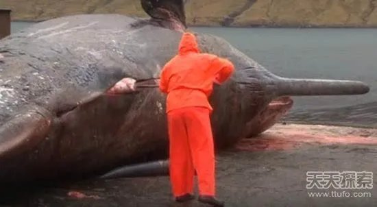 男子解剖香鲸 竟发生神奇一幕（画面吓人）