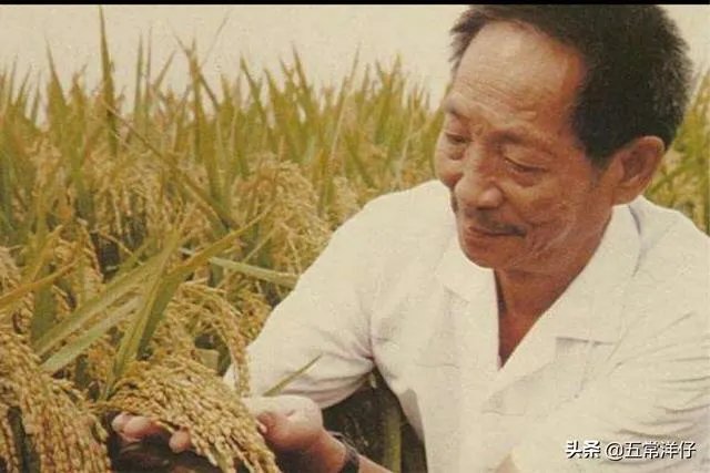 中国南北的水稻