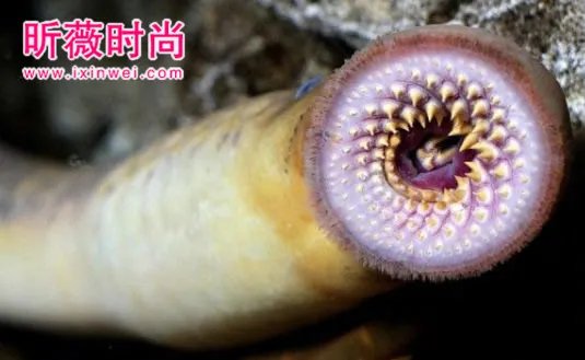 男子河中游泳意外发现这奇怪生物(图)