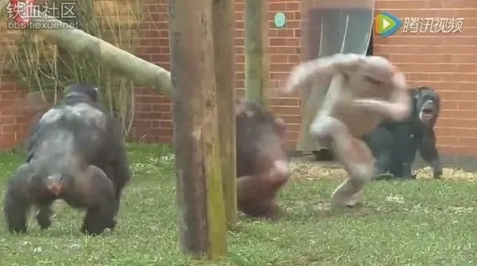 “物竞天择.适者生存”是什么意思