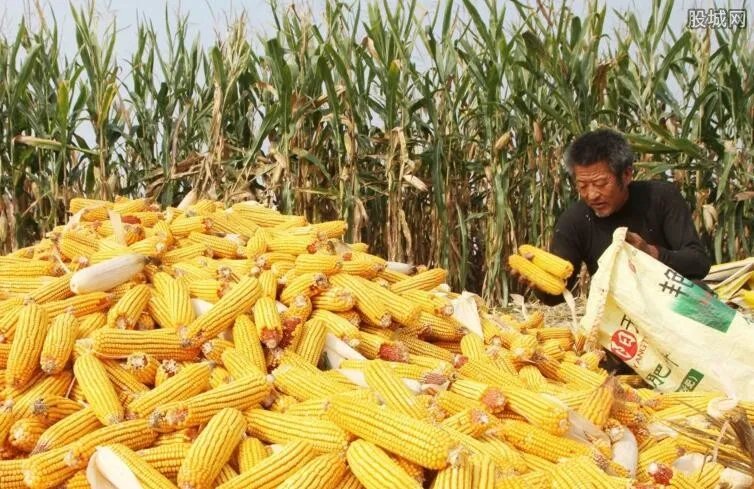 贵州种玉米将被罚 不让种玉米的真实原因是什么？