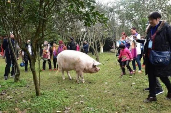 14岁的猪坚强已瘦骨嶙峋，14岁的猪相当于人类的多少岁？