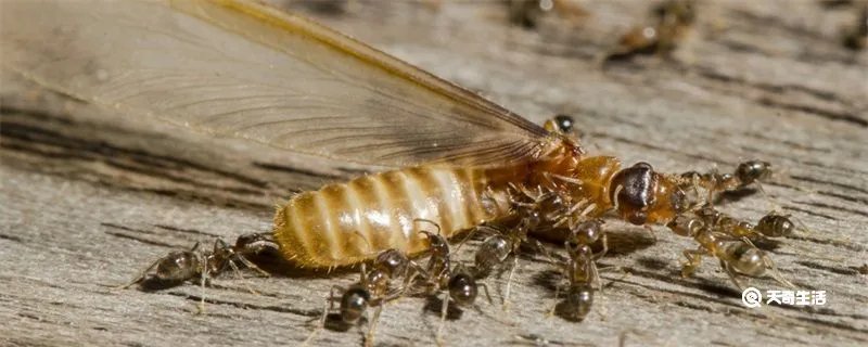 家里有蚂蚁怎么能彻底消灭