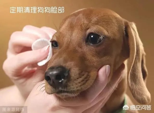 狗狗泪痕怎么解决?