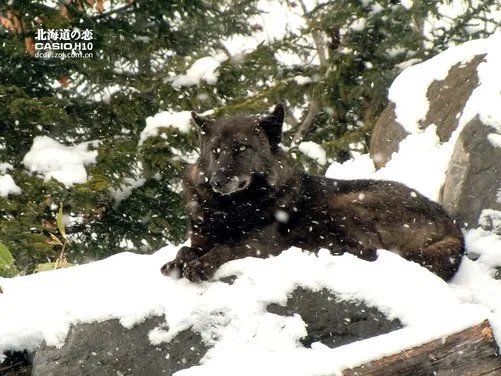 北海道之恋 卡西欧H10日本游记第二季