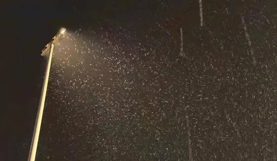 2021年成都第一场雪来了是什么情况 网友：终于等到你