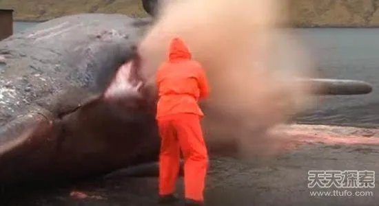 男子解剖香鲸 竟发生神奇一幕（画面吓人）