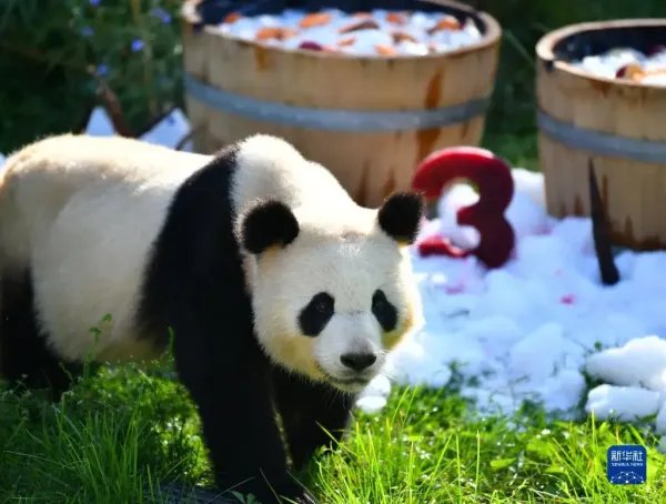 在德国出生的大熊猫双胞胎迎来3岁生日，国外大熊猫的生活水平如何？
