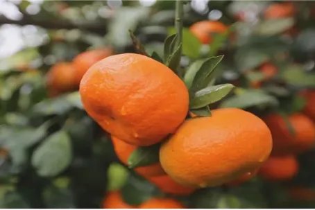 中国十大柑橘之乡是哪里