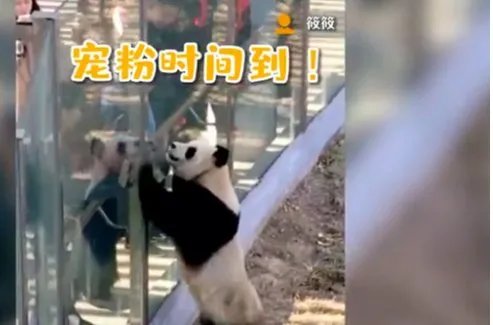 大熊猫热情跟游客击掌互动是怎么回事？