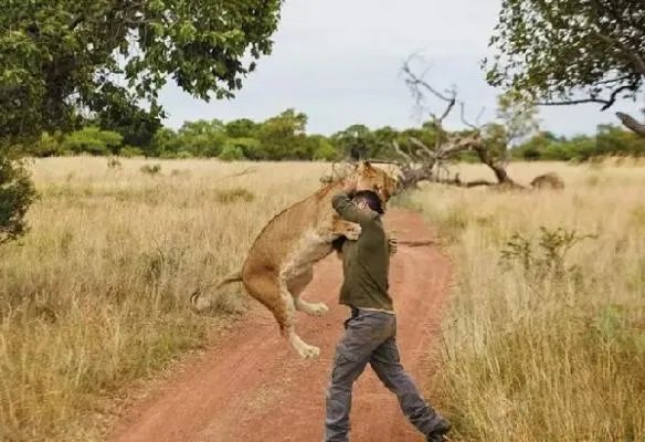 狮语者：花16年与狮子交谈 如今送走自己最爱的狮子王