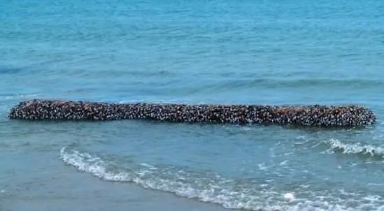 小伙海滨发现海滨一浮木 看到后直哆嗦(组图)