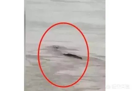 前几天出现的“三峡水怪”是什么，会是未知的生物吗？