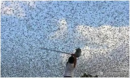 非洲蝗虫成灾,已影响印度和巴基斯坦,会传入中国吗?