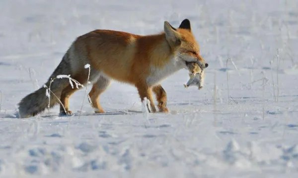 稀缺红狐为什么偏偏在大兴安岭出没，而不是其他地方？
