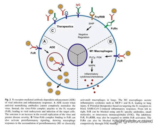 美国新冠肺炎死亡人数已经超5万人，有没有人能分析一下这些死亡人员的结构？