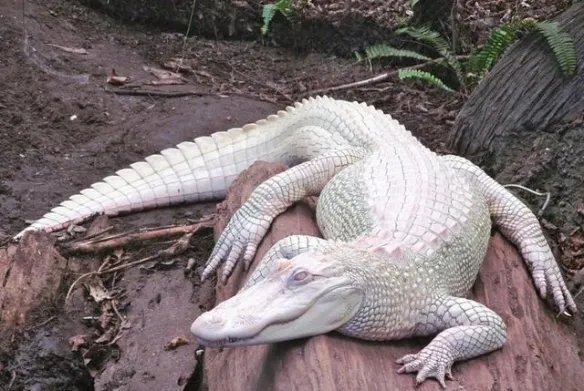 谁说天下乌鸦一般黑！这20只白化病动物美得让人窒息