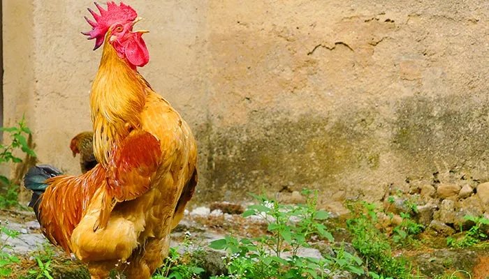 公鸡几点打鸣 公鸡一般是几点打鸣