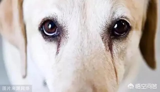 狗狗泪痕怎么解决?