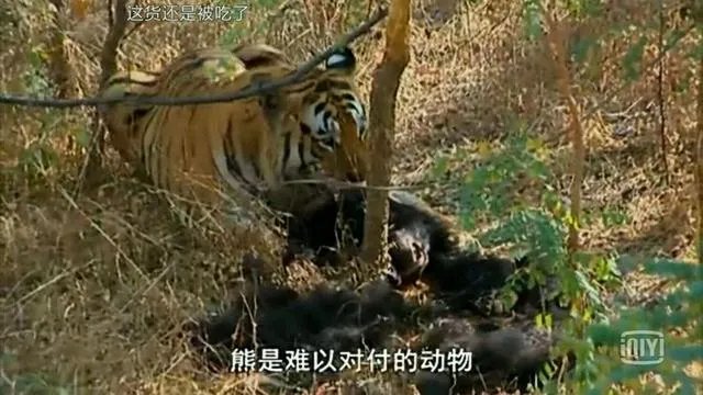 老虎和北极熊,谁更厉害?