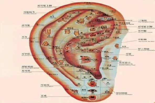 耳部经络图解大全