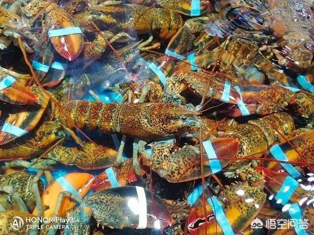 荣耀Play3拍照怎么样？是4800万像素吗？