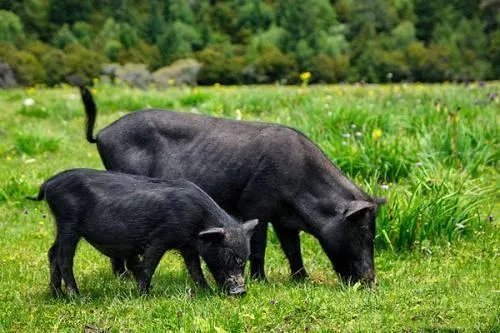 猪肉逼近30元一斤，涨上去的猪价何时能回归正常价格？