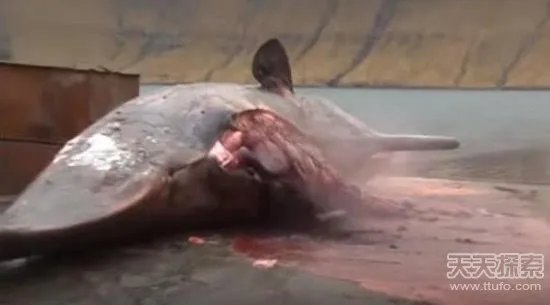 男子解剖香鲸 竟发生神奇一幕（画面吓人）