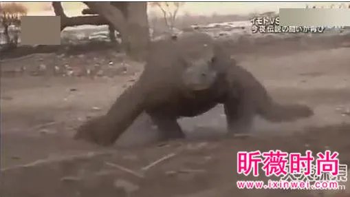 女子勾引巨蜥 场面让人目瞪口呆(组图)