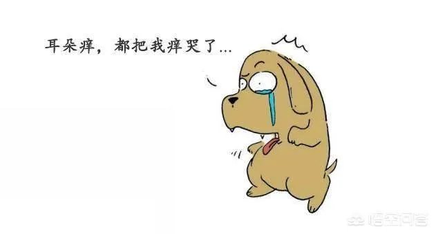 狗狗泪痕怎么解决?