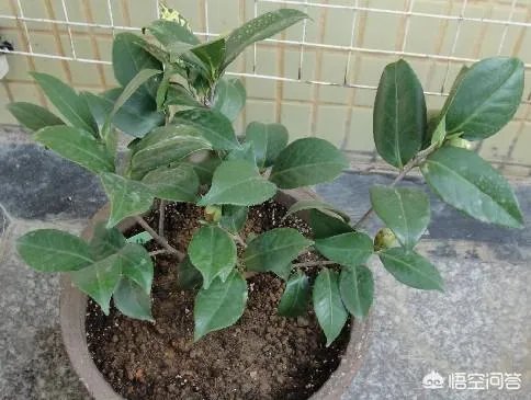 两年的小苗茶花怎么剪枝？