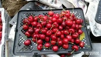 有哪些人在樱桃里吃出来虫子了,为什么樱桃里会有虫子?