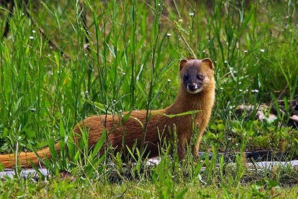 黄鼠狼为什么要拜月？
