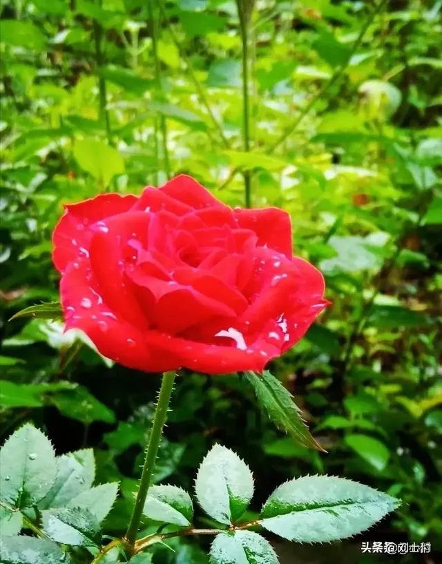 今年春晚你们有什么期待的吗？比如说赵本山会上吗？