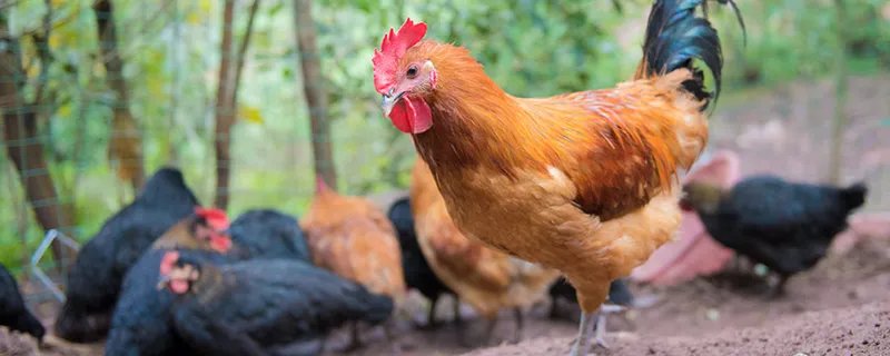 公鸡几点打鸣 公鸡一般是几点打鸣