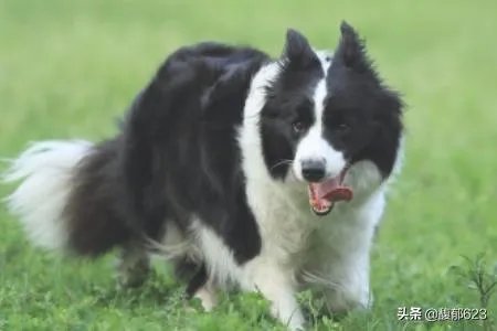 边境牧羊犬如何训练？