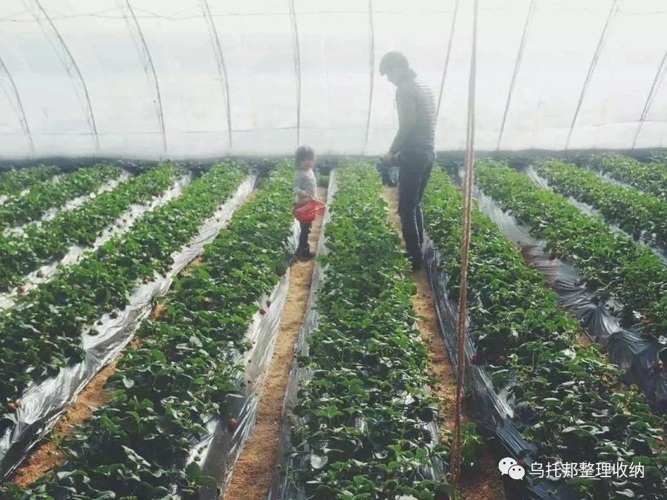 『原创』自己摘，自己动手做美味果汁！有独家秘方！