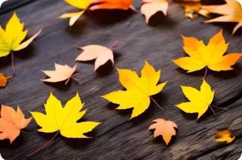 许慧欣的绯闻男友小刀全名叫什么啊