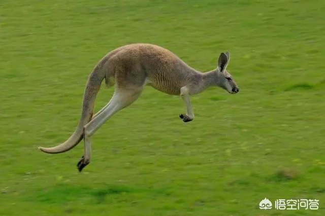 为何有些人喜欢去澳洲旅游？